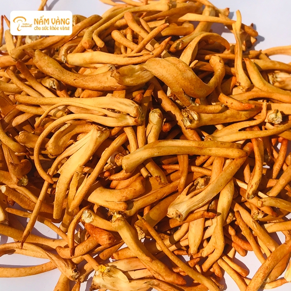 Cải thiện chức năng sinh lý và hỗ trợ điều trị các bệnh lý về thận, phổi và tim mạch