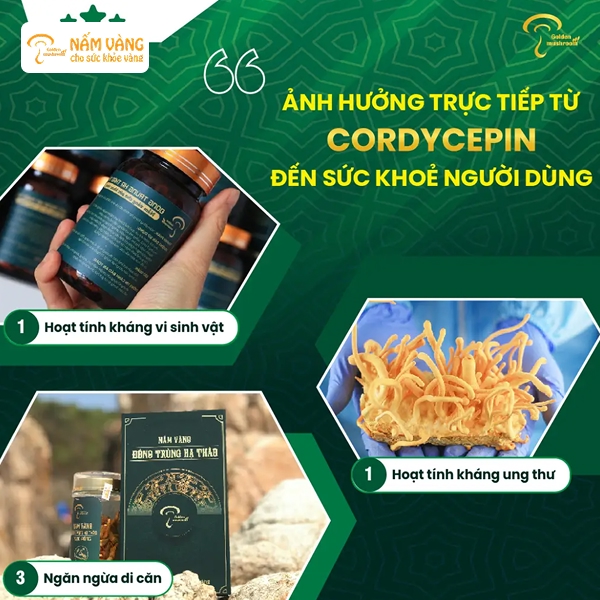 Nấm đông trùng hạ thảo là một loại dược liệu quý hiếm, nổi tiếng với công dụng bồi bổ sức khỏe và tăng cường miễn dịch