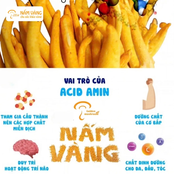 Nấm Vàng là đơn vị chuyên nuôi trồng và phân phối nấm đông trùng hạ thảo tươi theo quy trình khép kín chuẩn