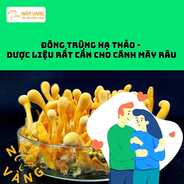 Rượu đông trùng hạ thảo giúp cải thiện lưu thông máu, tăng sản xuất testosterone, từ đó nâng cao sức khỏe sinh lý nam giới