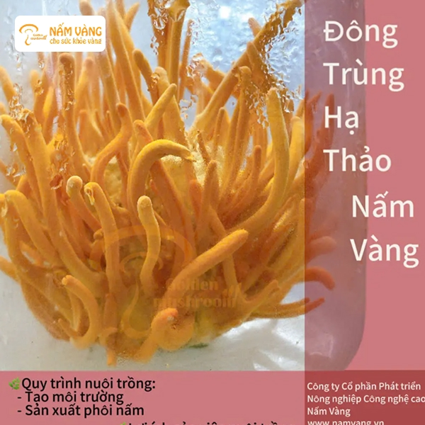 Uống rượu đông trùng hạ thảo mỗi ngày, tốt nhất vào buổi tối sau bữa ăn để tăng hấp thu dưỡng chất