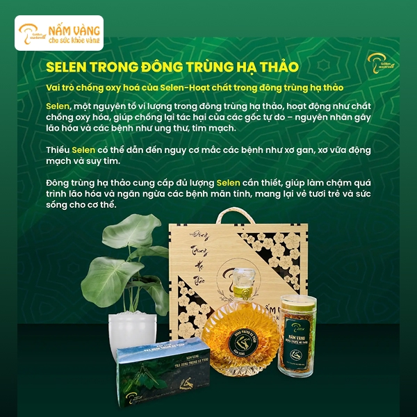 Nấm Vàng là một trong những thương hiệu nổi bật chuyên cung cấp đông trùng hạ thảo nguyên chất và rượu đông trùng hạ thảo đã ngâm sẵn