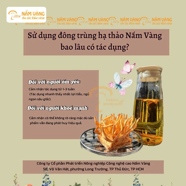 Đông trùng hạ thảo được nuôi cấy theo công nghệ hiện đại, giàu cordycepin và adenosine