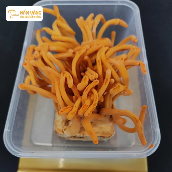 Người trung niên sử dụng sẽ tăng khả năng tập trung, giảm nguy cơ suy giảm trí nhớ và các vấn đề thần kinh thường gặp theo tuổi