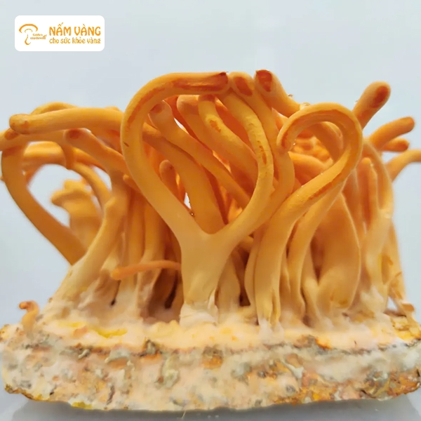 Nấm Vàng cung cấp đông trùng hạ thảo chất lượng cao, chế biến theo quy trình khép kín, đảm bảo vệ sinh và an toàn thực phẩm