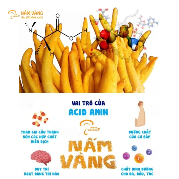 Đông trùng hạ thảo chứa selen và polysaccharide, giúp tăng cường khả năng miễn dịch, bảo vệ cơ thể khỏi vi khuẩn và virus