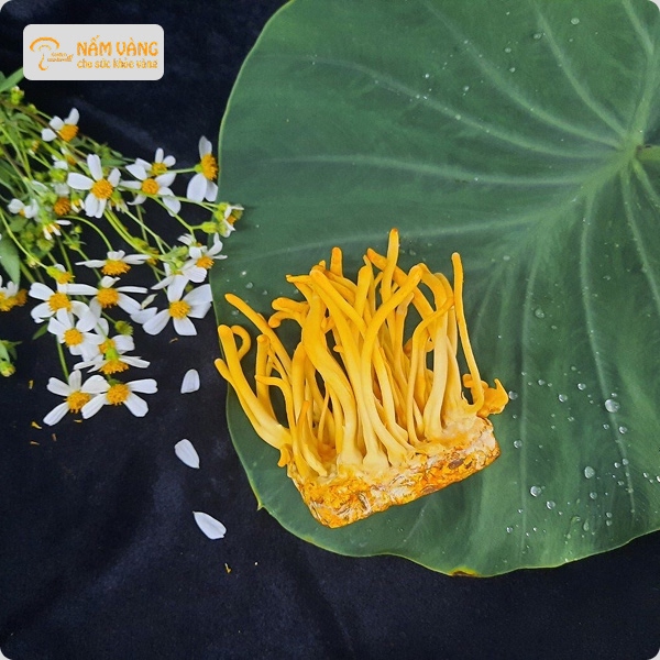 Thưởng thức món ăn từ đông trùng hạ thảo Nấm Vàng
