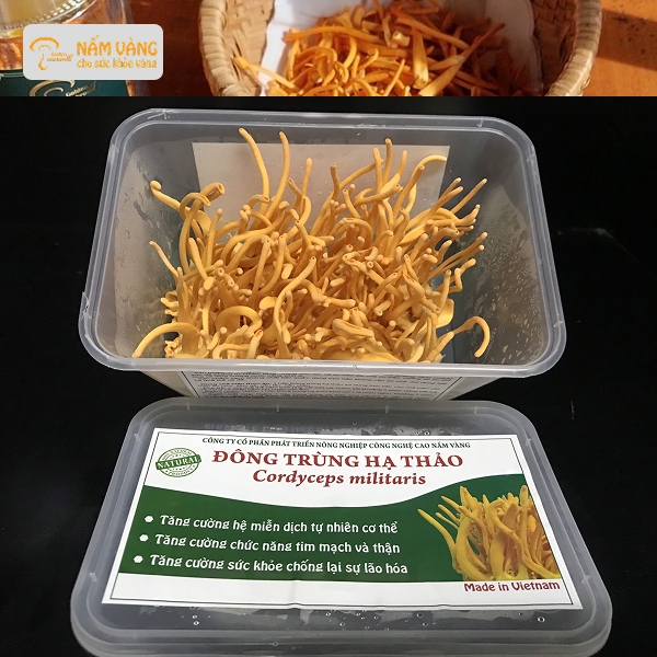 Thảo dược đông trùng hạ thảo bổ sung dinh dưỡng