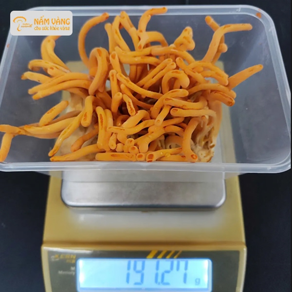 Hoạt chất cordycepin trong đông trùng hạ thảo tốt cho gan