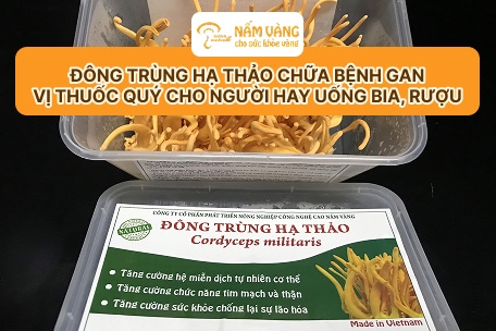 Đông trùng hạ thảo Nấm Vàng hỗ trợ điều trị bệnh gan