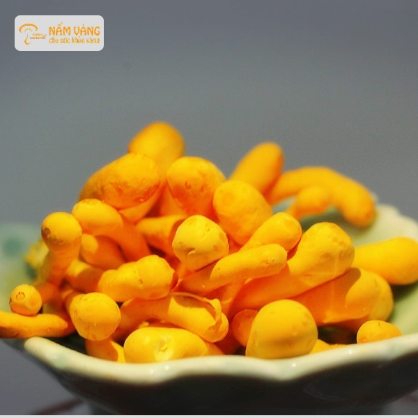 Giấy phép kinh doanh nơi bán đông trùng hạ thảo uy tín