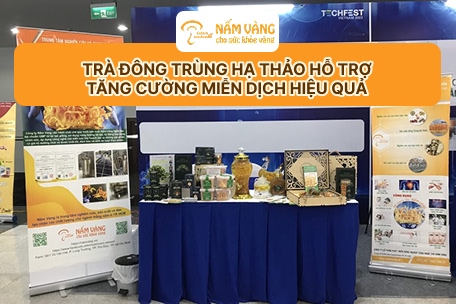 Thương hiệu Nấm Vàng cung cấp trà đông trùng hạ thảo chất lượng cao