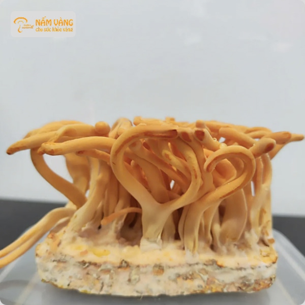 Trùng thảo tươi tránh tái cấp đông nhiều lần