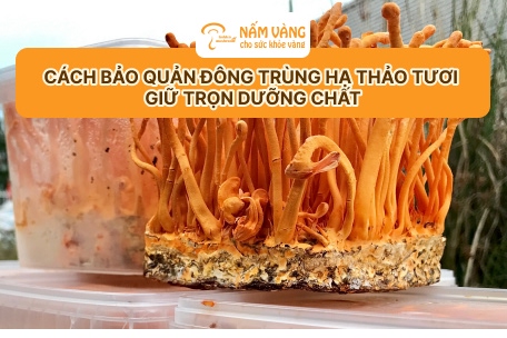 Quy trình đóng gói đông trùng hạ thảo tươi vô trùng của Nấm Vàng