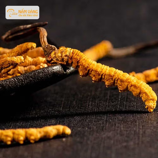 Thân trùng vàng nâu và đầu nấm màu nâu sẫm của đông trùng hạ thảo tự nhiên
