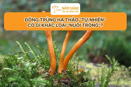 Đông trùng hạ thảo tự nhiên Nấm Vàng chính hãng