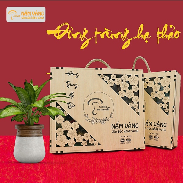 Hộp quà đông trùng hạ thảo sang trọng, ý nghĩa biếu tặng
