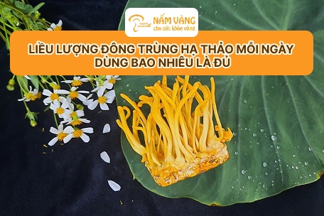 Sản phẩm đông trùng hạ thảo Nấm Vàng uy tín và an toàn