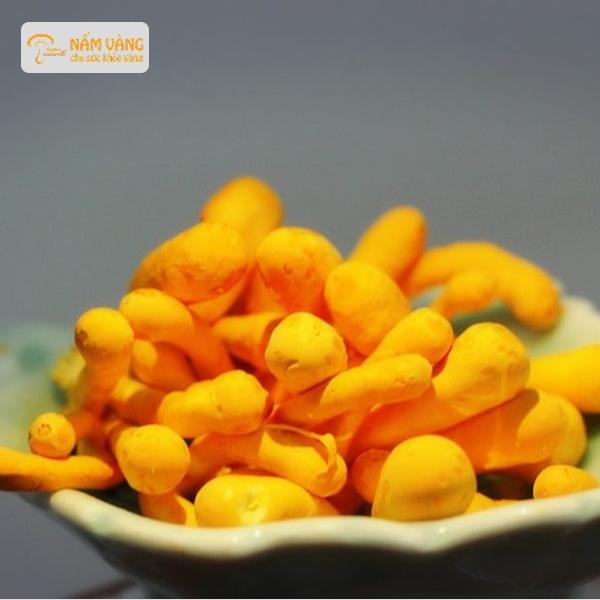 Đông trùng hạ thảo tự nhiên trên cao nguyên Tây Tạng