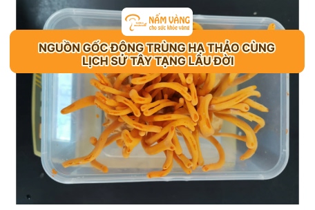 Sản phẩm đông trùng hạ thảo Nấm Vàng được khách hàng tin dùng