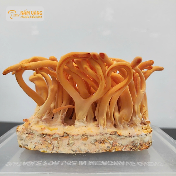 Cấu tạo đông trùng hạ thảo gồm phần thân sâu và sợi nấm Cordyceps