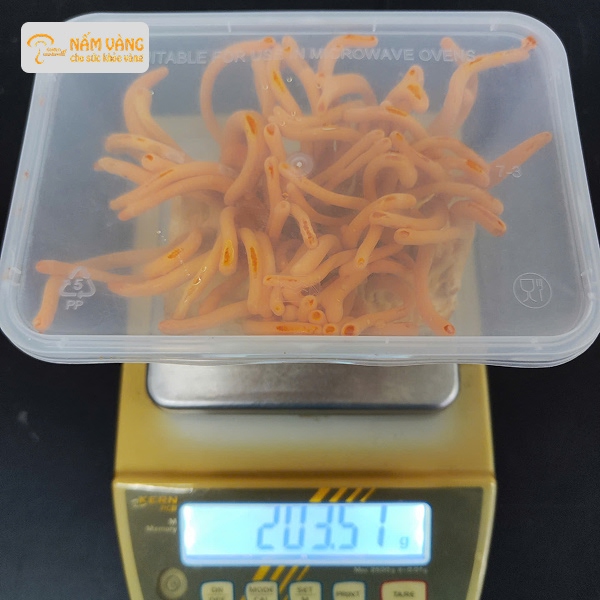 So sánh đông trùng hạ thảo thật và giả qua màu sắc, hình dáng và kết cấu