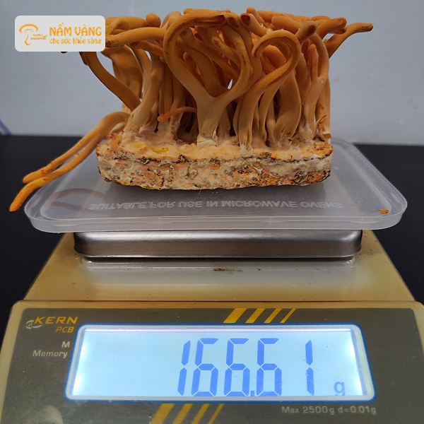 Đông trùng hạ thảo Nấm Vàng đạt chuẩn VietGAP và GMP