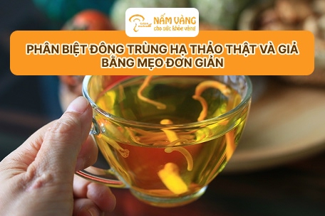 Đông trùng hạ thảo Nấm Vàng dạng tươi, khô và viên nang