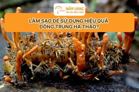 Sản phẩm đông trùng hạ thảo Nấm Vàng