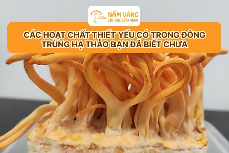 Đông trùng hạ thảo Nấm Vàng – lựa chọn an toàn, uy tín cho sức khỏe toàn diện