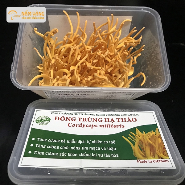 Thành phần cordycepin và adenosine trong đông trùng hạ thảo