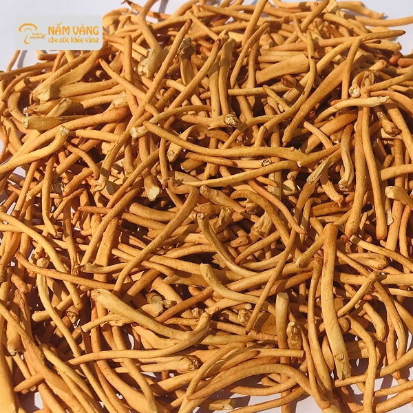 đông trùng hạ thảo làm đẹp da hỗ trợ tái tạo tế bào