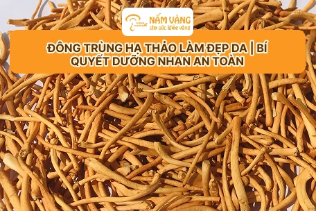 Nấm Vàng sản xuất đông trùng hạ thảo tiêu chuẩn