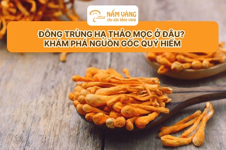 Mã QR truy xuất từng lô đông trùng Nấm Vàng