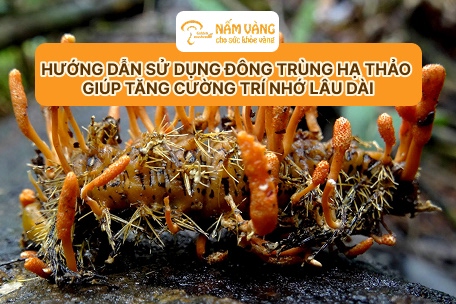 sản phẩm đông trùng hạ thảo Nấm Vàng chất lượng cao