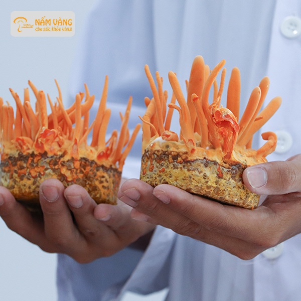 Cận cảnh cấu trúc đông trùng hạ thảo giàu dưỡng chất