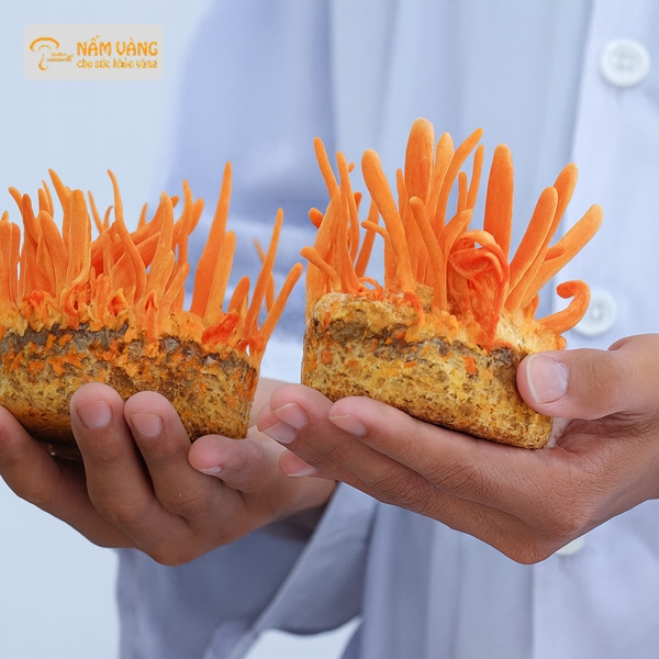 Tráng đông trùng hạ thảo bằng nước sôi sai cách