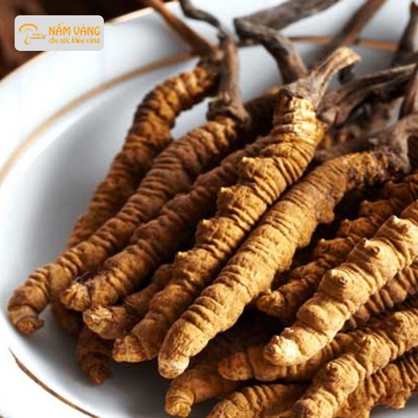 Đông trùng hạ thảo nguyên sợi chất lượng cao