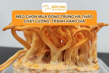 Hình dáng và màu sắc đông trùng hạ thảo chất lượng