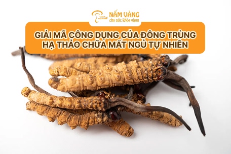 quy trình nuôi trồng đông trùng hạ thảo Nấm Vàng