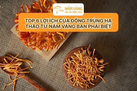 quy trình nuôi trồng đông trùng hạ thảo Nấm Vàng