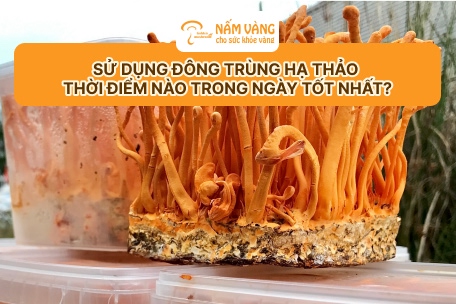 Quy trình sản xuất đông trùng hạ thảo Nấm Vàng