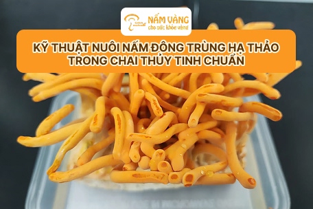 Quả thể nấm đông trùng hạ thảo đạt chuẩn thu hoạch