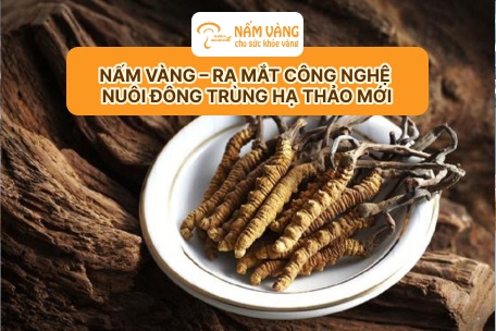Công nghệ nuôi đông trùng hạ thảo tại Nấm Vàng