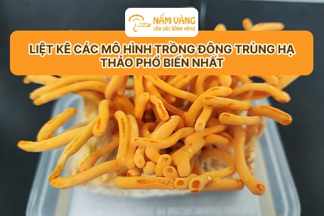 : Mô hình trồng đông trùng hạ thảo hiệu quả